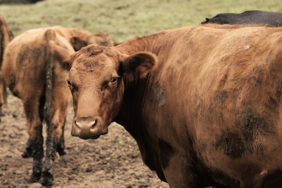 Hemangiosarkom kod pasa: simptomi, uzroci i liječenje