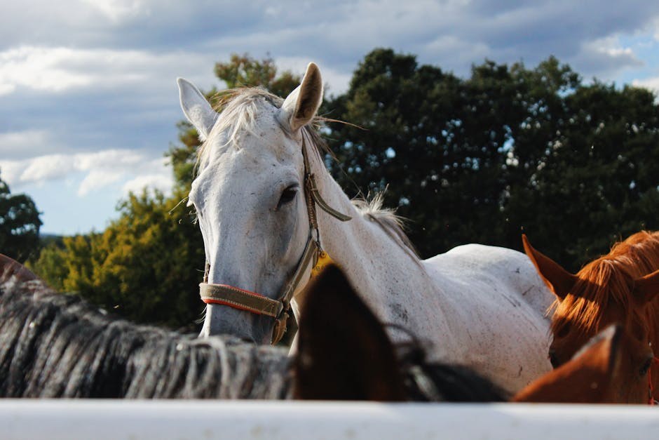 Hemangiosarkom kod pasa: simptomi, uzroci i liječenje