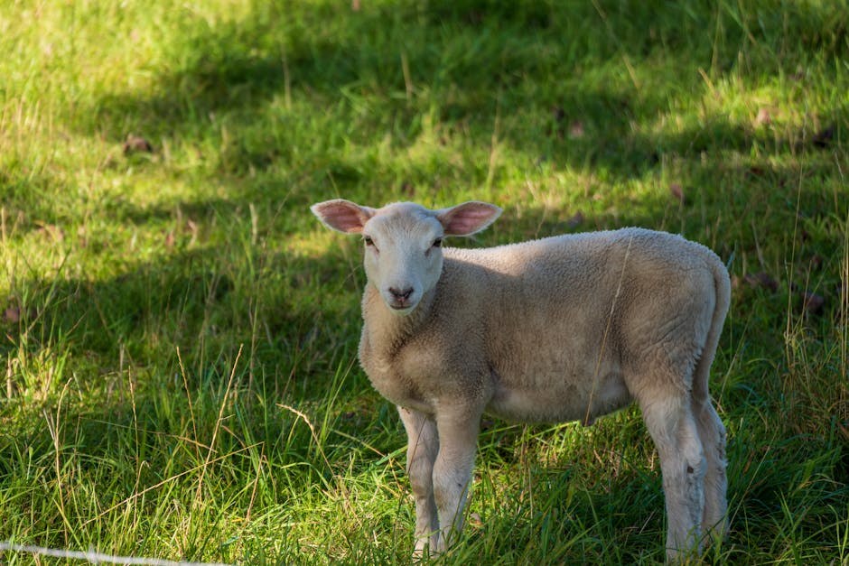 Top 10 znakova za rak kod pasa