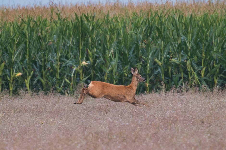 Hemangiosarkom kod pasa: simptomi, uzroci i liječenje