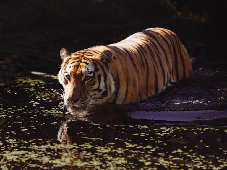 Otrovanje kuglicama protiv moljaca kod pasa: simptomi, uzroci i liječenje