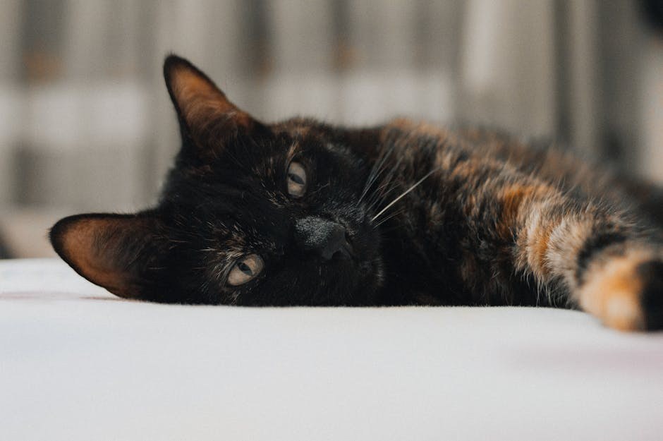 Otrovanje kuglicama protiv moljaca kod pasa: simptomi, uzroci i liječenje