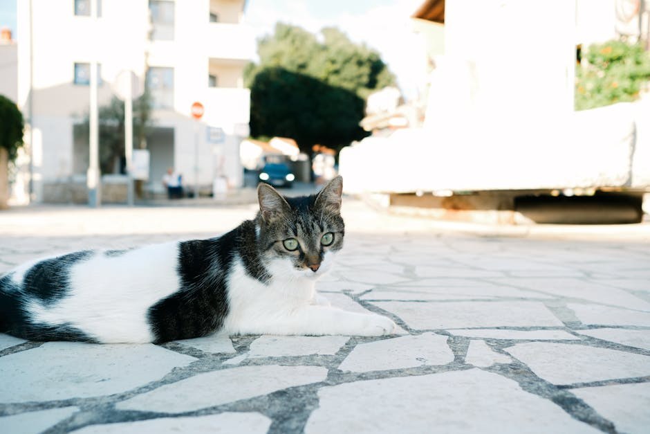 Glomerulonefritis kod pasa: simptomi, uzroci i liječenje