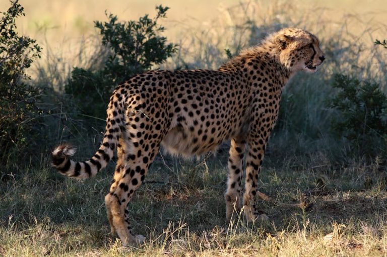 Glomerulonefritis kod pasa: simptomi, uzroci i liječenje