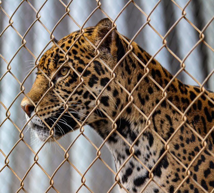 Studija pokazuje kako su geni pasa povezani s ponašanjem i osobnošću