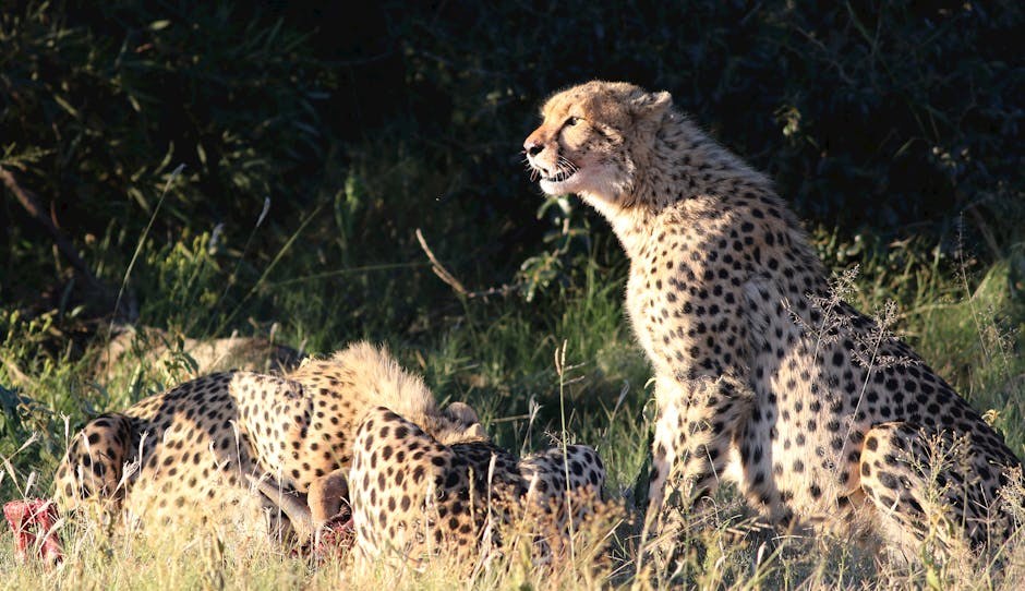Studija pokazuje kako su geni pasa povezani s ponašanjem i osobnošću