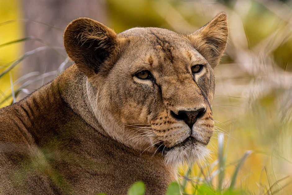 Pas iz Colorada slučajno progutao metamfetamin tijekom šetnje s vlasnicom