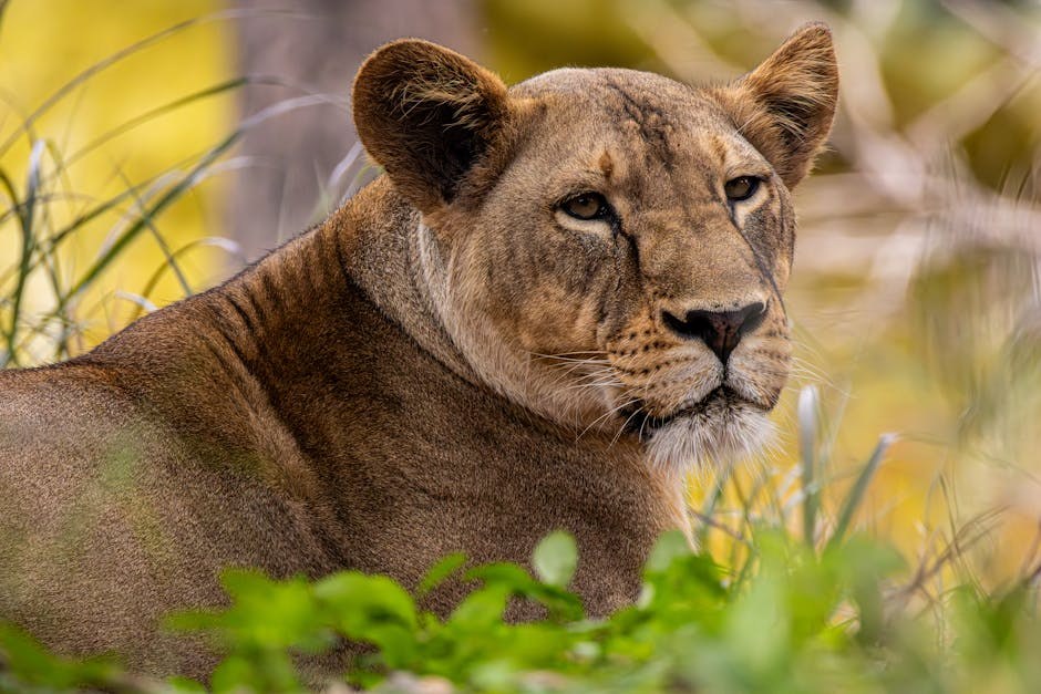 Pas iz Colorada slučajno progutao metamfetamin tijekom šetnje s vlasnicom