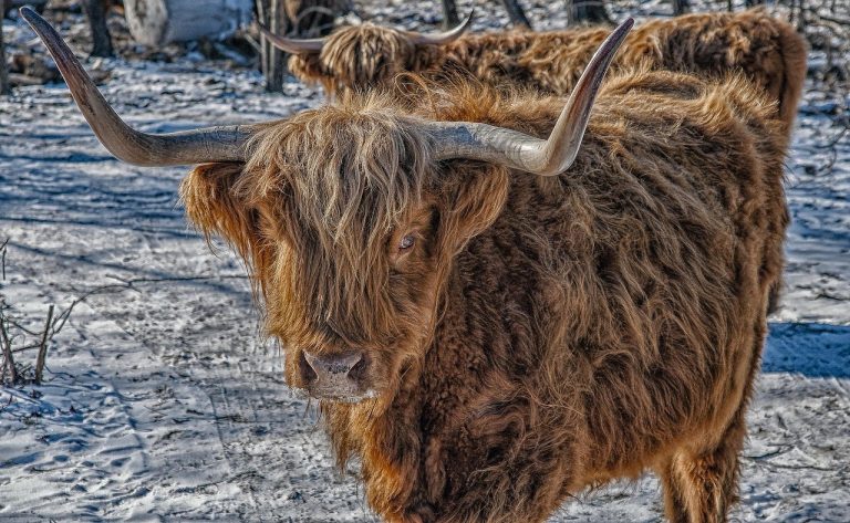 Otrovanje gušterovim otrovom kod pasa: simptomi, uzroci i liječenje