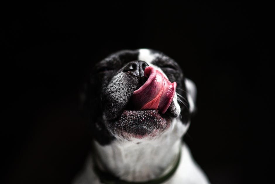 Znanstvenici potvrđuju genetske veze s displazijom kukova kod pasa