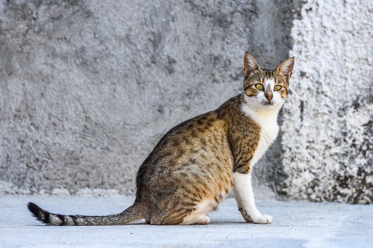 Znanstvenici potvrđuju genetske veze s displazijom kukova kod pasa