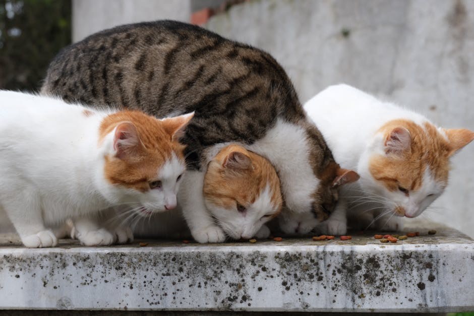 Smiju li psi uzimati ljudske vitamine? Jesu li ljudski vitamini sigurni za pse?