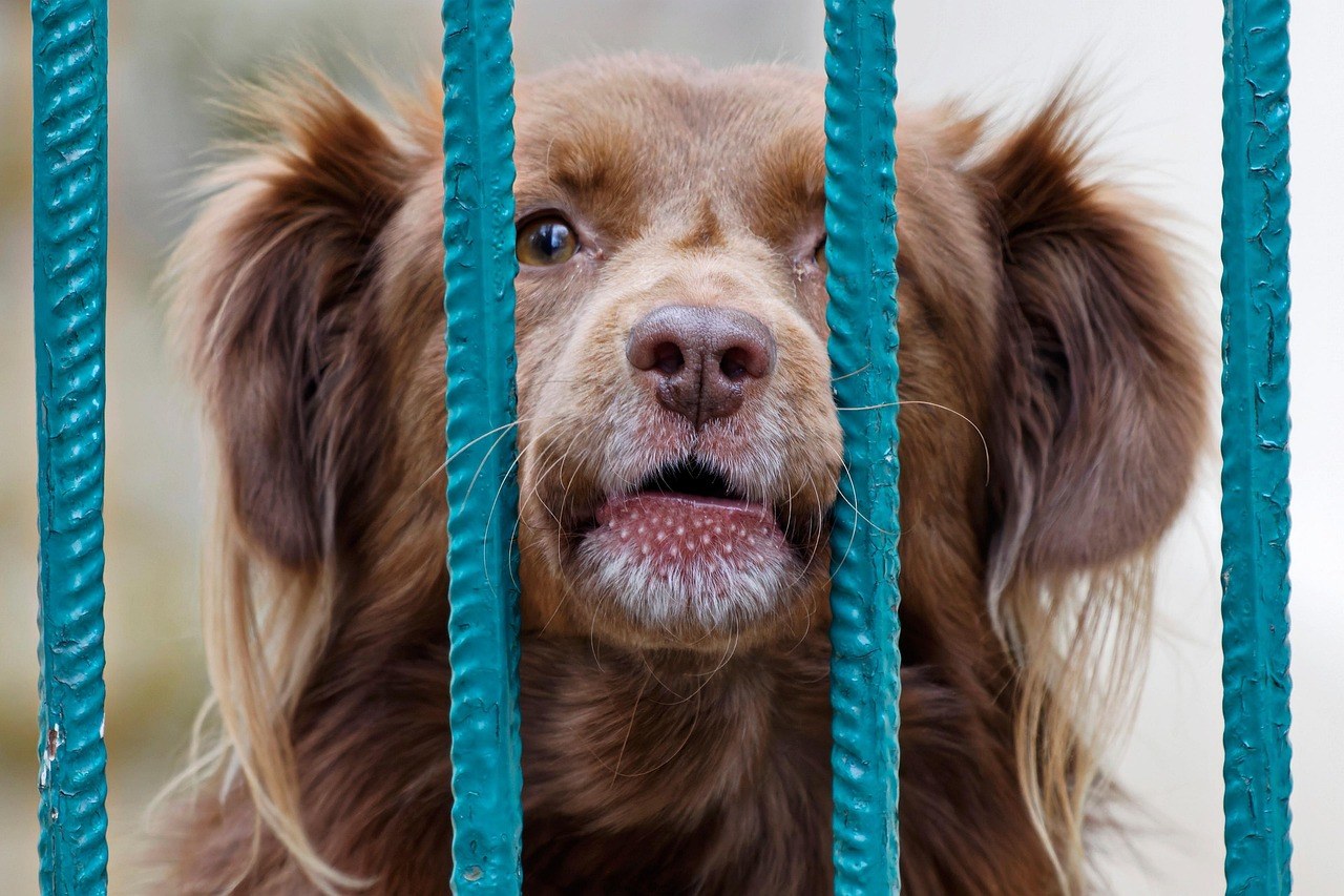 Može li udomljavanje psa pomoći u suočavanju s tugom?