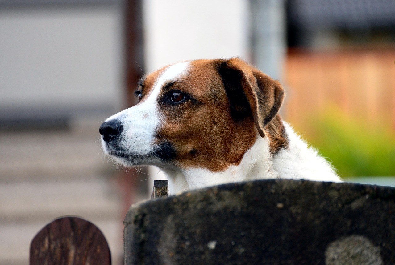 Može li udomljavanje psa pomoći u suočavanju s tugom?