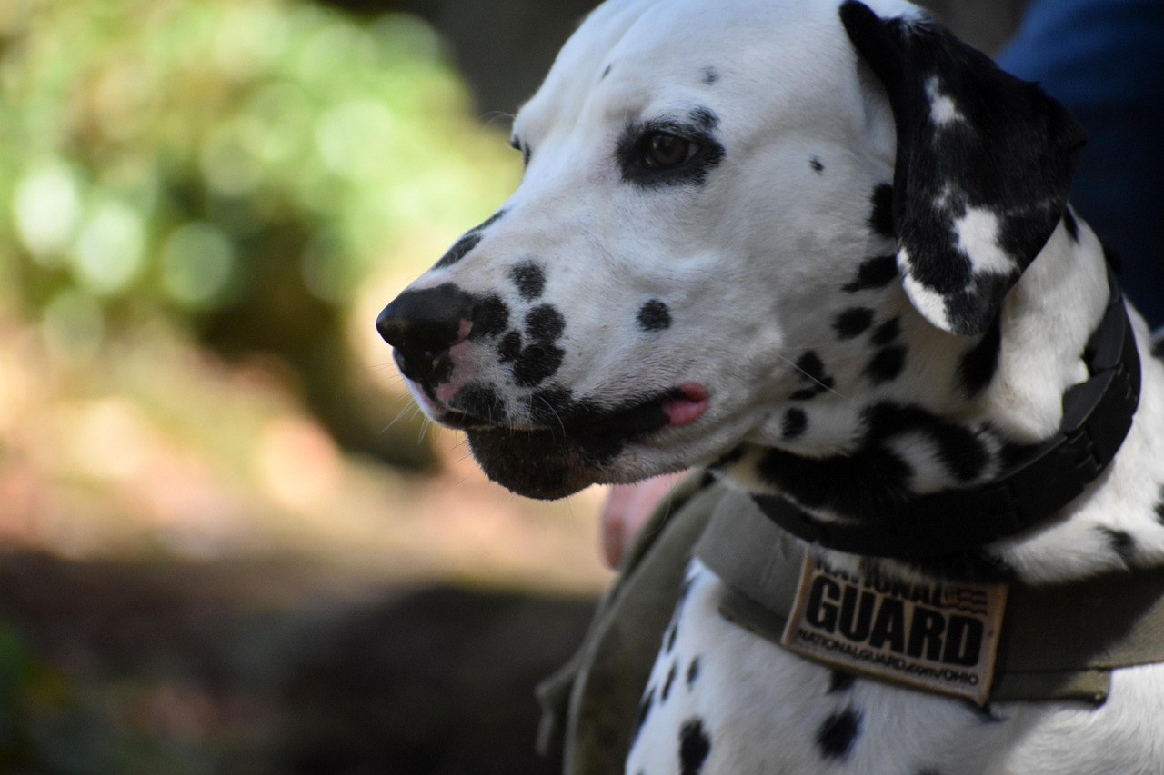 Može li udomljavanje psa pomoći u suočavanju s tugom?