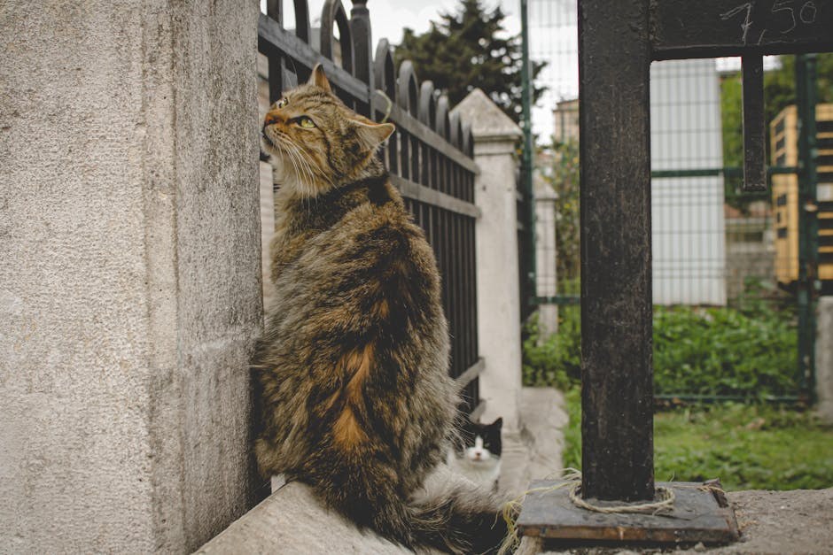 Masticatorni miozitis kod pasa: simptomi, uzroci i liječenje