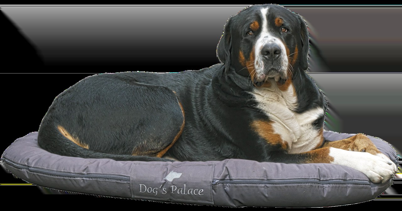 Dresirani psi otkrivaju COVID točnije od brzih testova