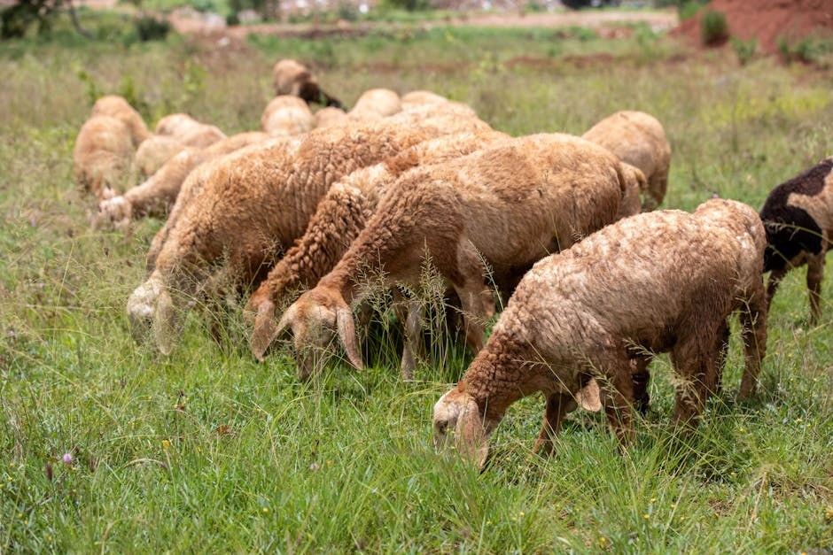 Dresirani psi otkrivaju COVID točnije od brzih testova