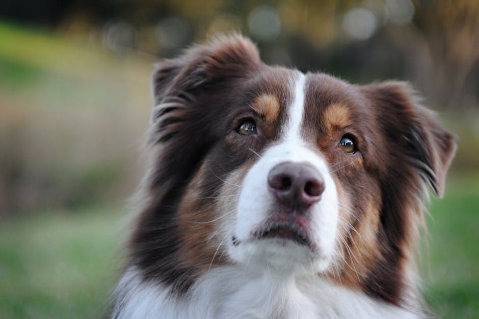 Kako dresirati lajave pse čuvare stoke