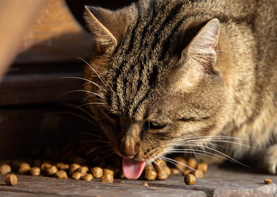 Smiju li psi jesti klice mungo graha i jesu li sigurne?