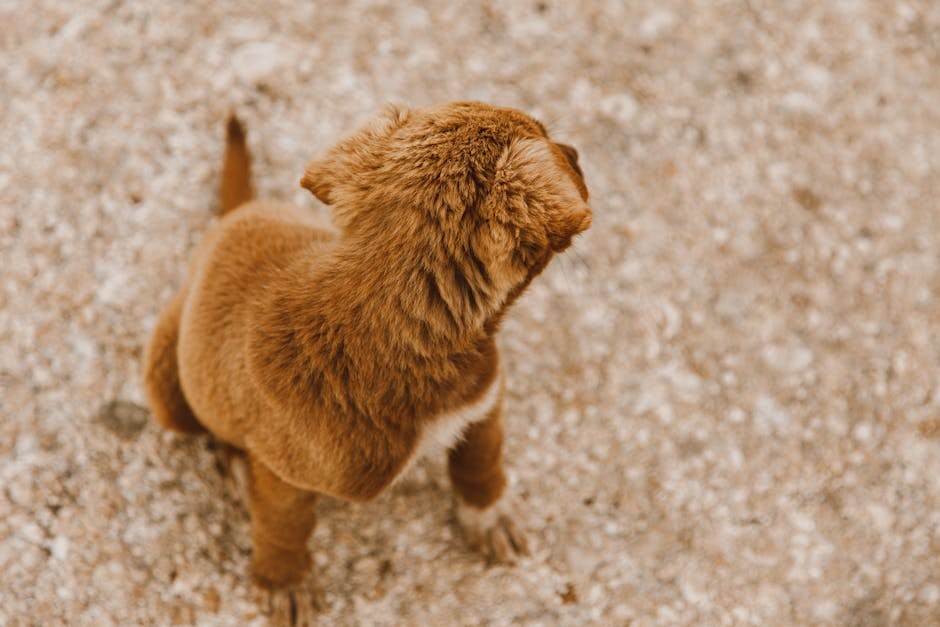 Problemi sa srčanim ritmom kod pasa: simptomi, uzroci i liječenje