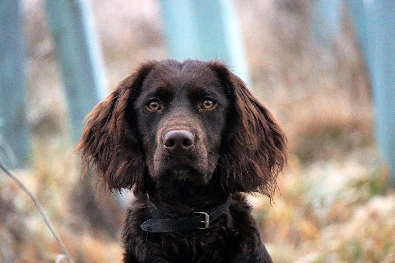 Maslinovo ulje za pse - smiju li ga i je li sigurno?
