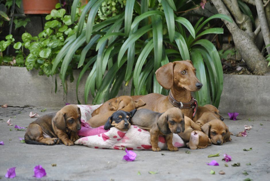Kako riješiti obilježavanje teritorija i prljanje u domu kod pasa