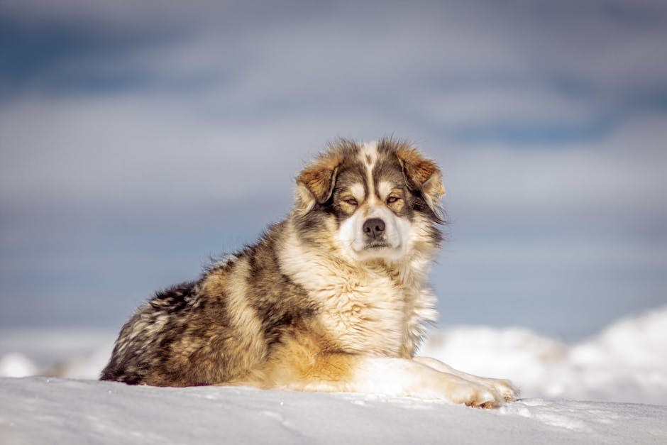 Ulkus rožnice kod pasa: simptomi, uzroci i liječenje