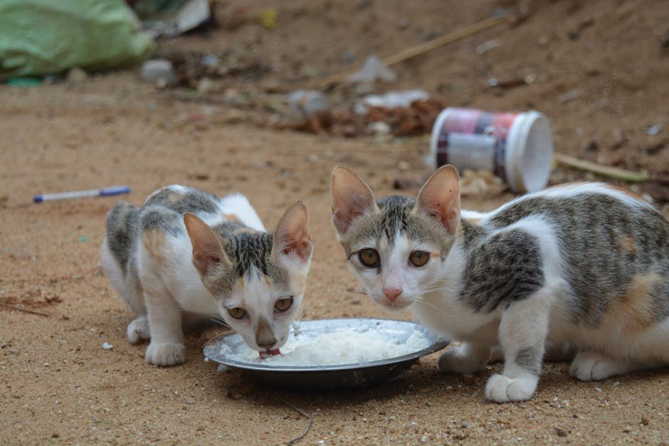 Smiju li psi jesti kukuruzni hot-dog i je li to sigurno?