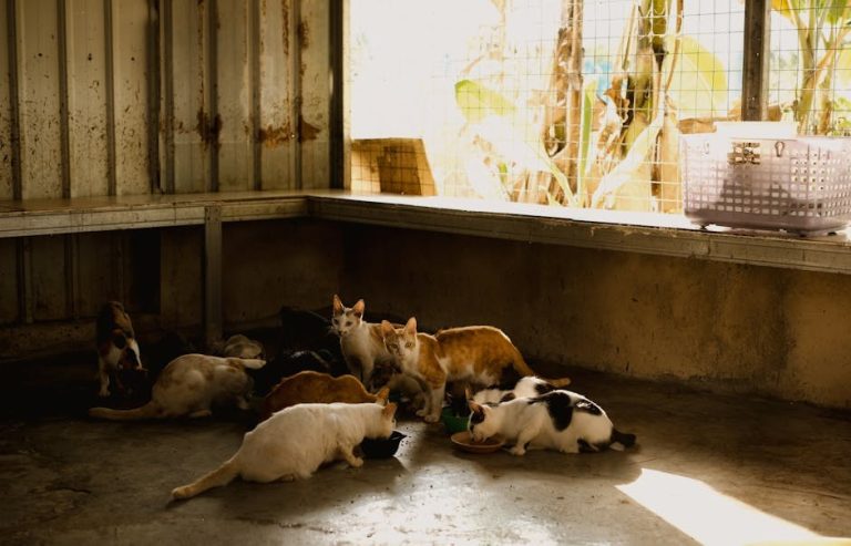 Smiju li psi jesti kukuruzni hot-dog i je li to sigurno?