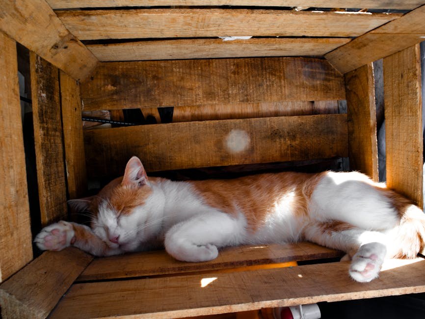 Niskobudžetne klinike za sterilizaciju i kastraciju nisu za svakoga