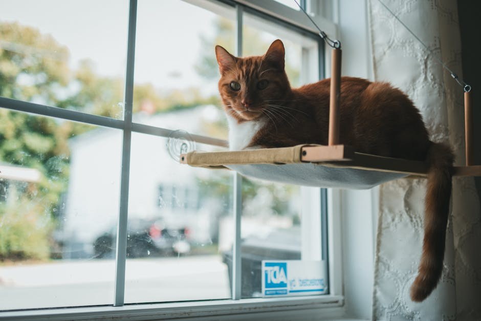 Niskobudžetne klinike za sterilizaciju i kastraciju nisu za svakoga