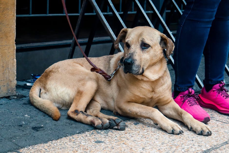 Smije li moj pas spavati u krevetu sa mnom?