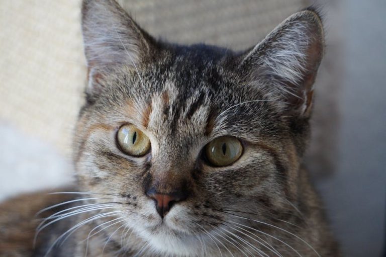 Bolest jetre (bakreno nakupljanje) kod pasa: simptomi, uzroci i liječenje