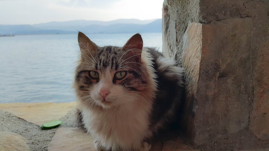 Mezoteliom kod pasa: simptomi, uzroci i liječenje