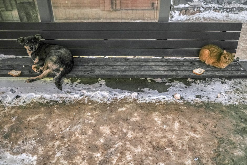 Smiju li psi jesti javorov sirup? Je li siguran za pse?