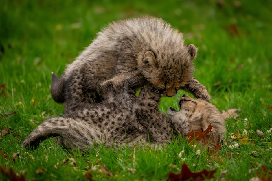 Smiju li psi jesti kadulju? Je li kadulja sigurna za pse?