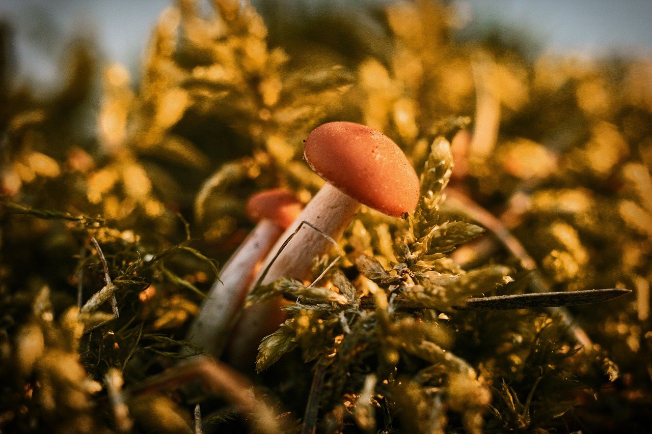 Smiju li psi jesti kadulju? Je li kadulja sigurna za pse?