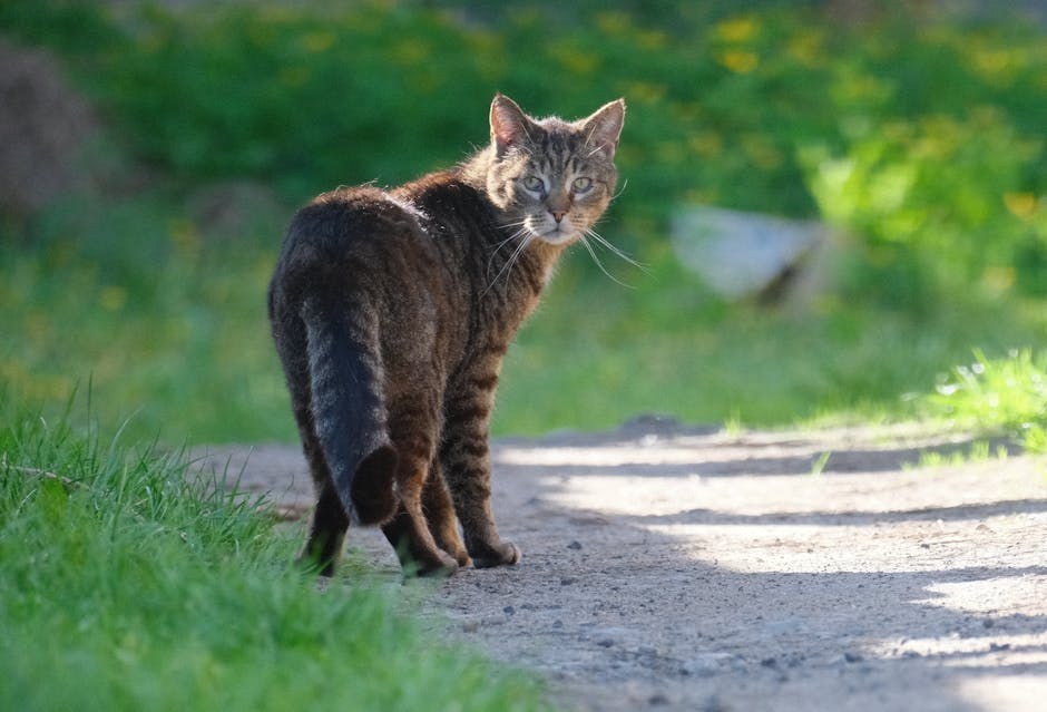Smiju li psi jesti tempeh? Je li siguran za pse?