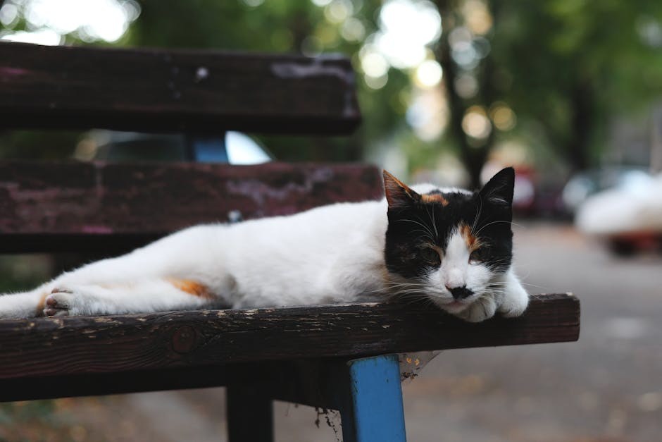 Smiju li psi jesti tempeh? Je li siguran za pse?