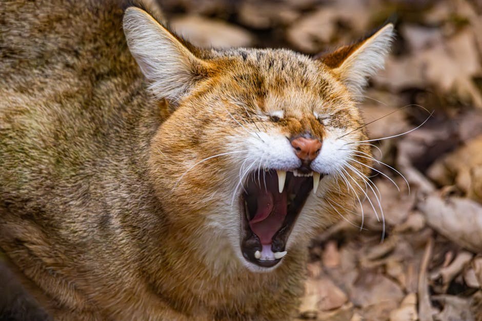 Nazalne dermatoze kod pasa: simptomi, uzroci i liječenje