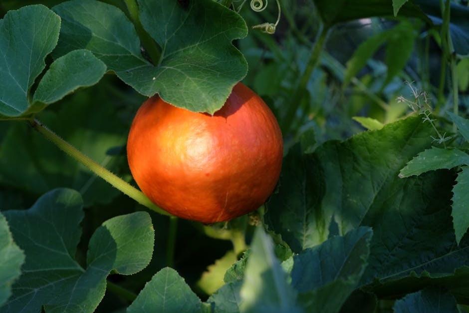 Simptomi estrusa kod pasa: znakovi, uzroci i liječenje