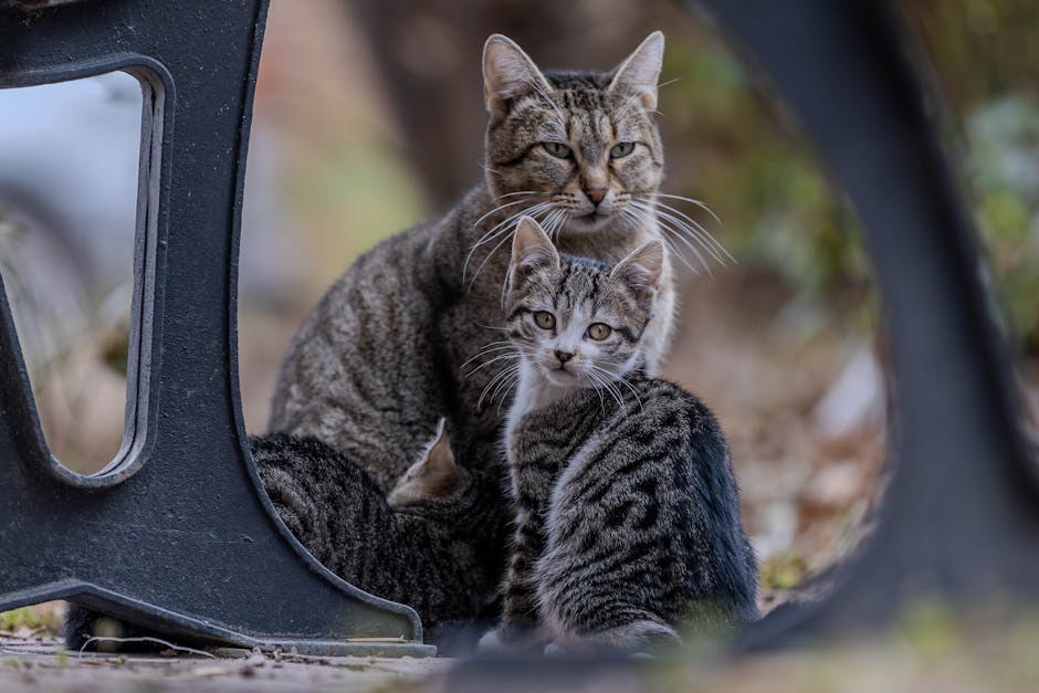 Mukopolisaharidoze kod pasa: simptomi, uzroci i liječenje