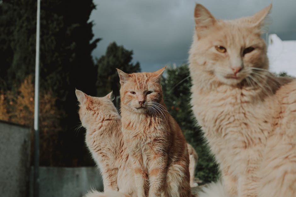 Mukopolisaharidoze kod pasa: simptomi, uzroci i liječenje