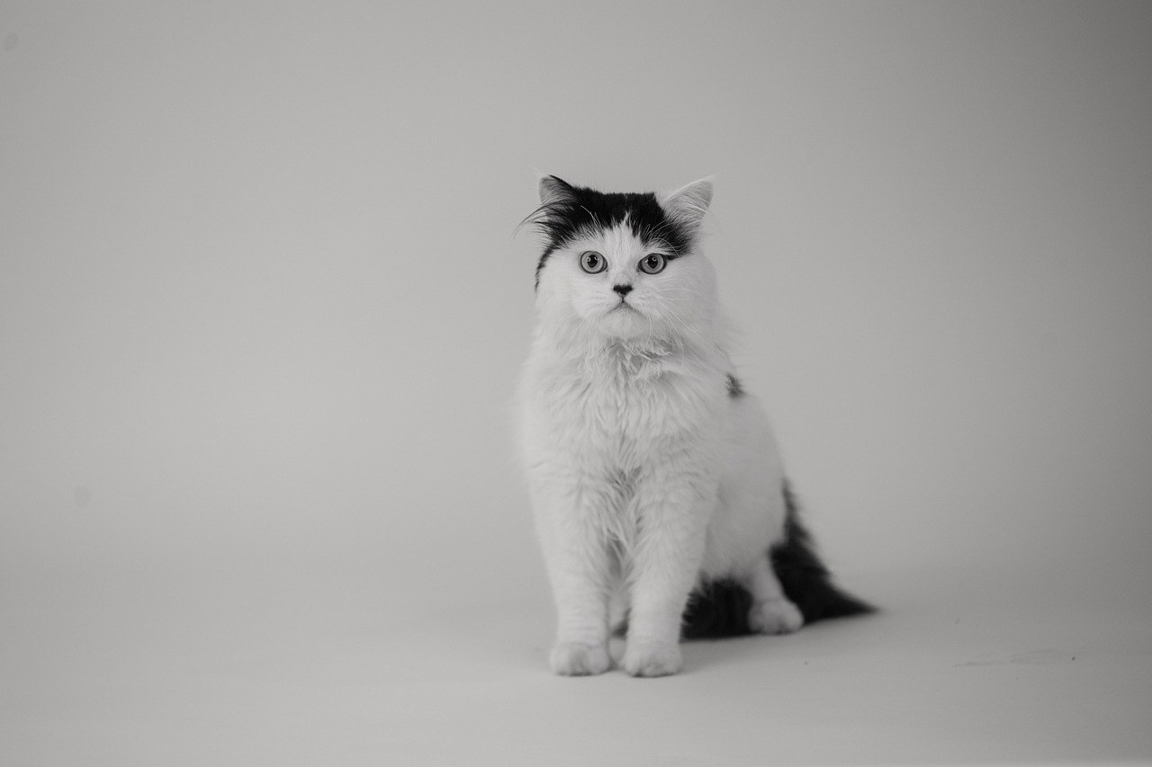 Mali psi koji dobro podnose hladno vrijeme