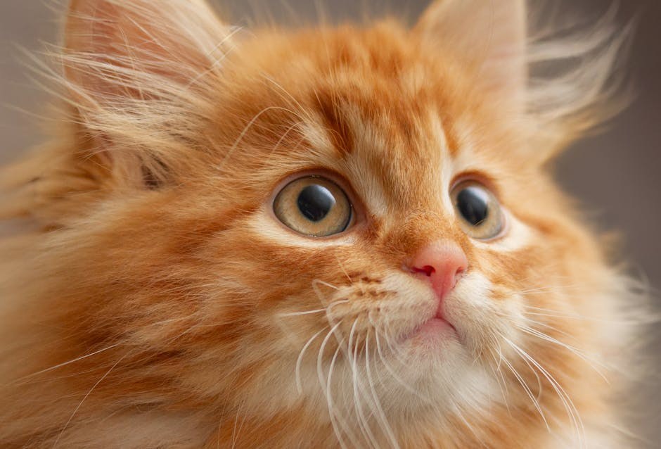 Mali psi koji dobro podnose hladno vrijeme