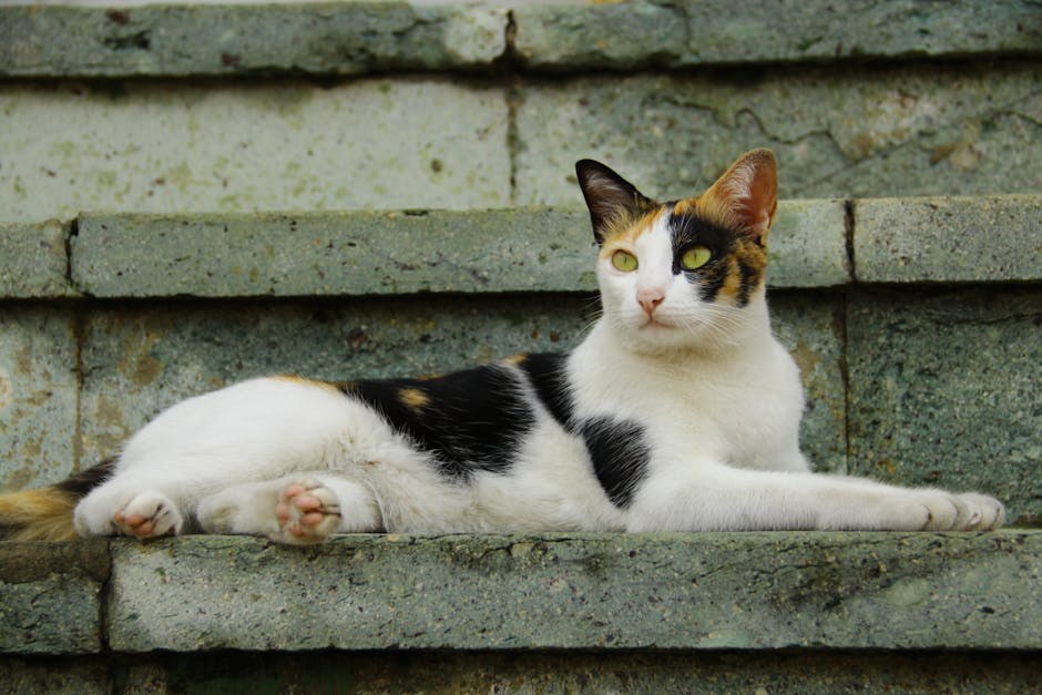 Rak zglobova kod pasa: simptomi, uzroci i liječenje