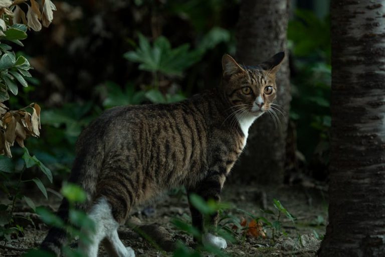 Rak zglobova kod pasa: simptomi, uzroci i liječenje