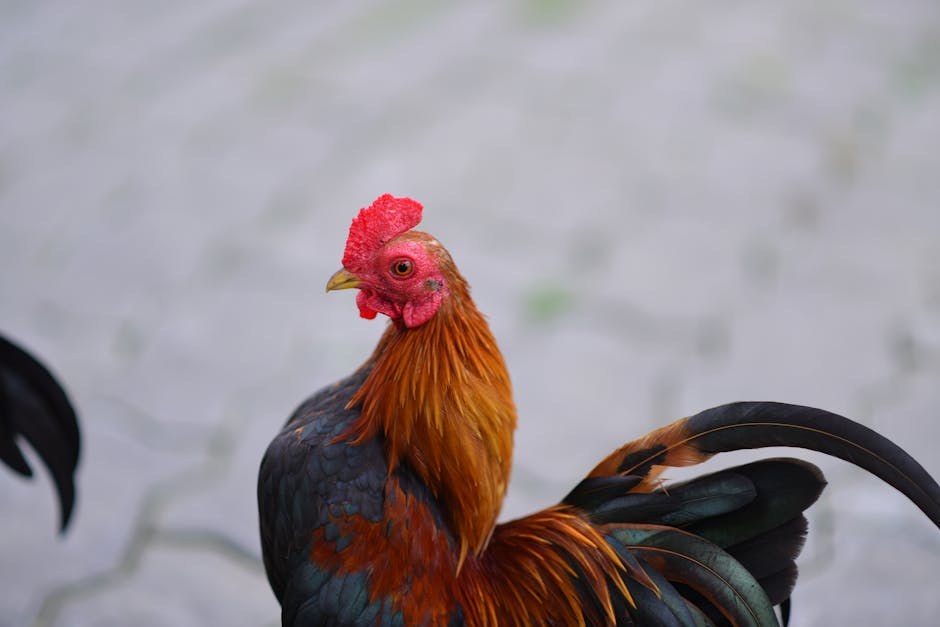 Rak zglobova kod pasa: simptomi, uzroci i liječenje