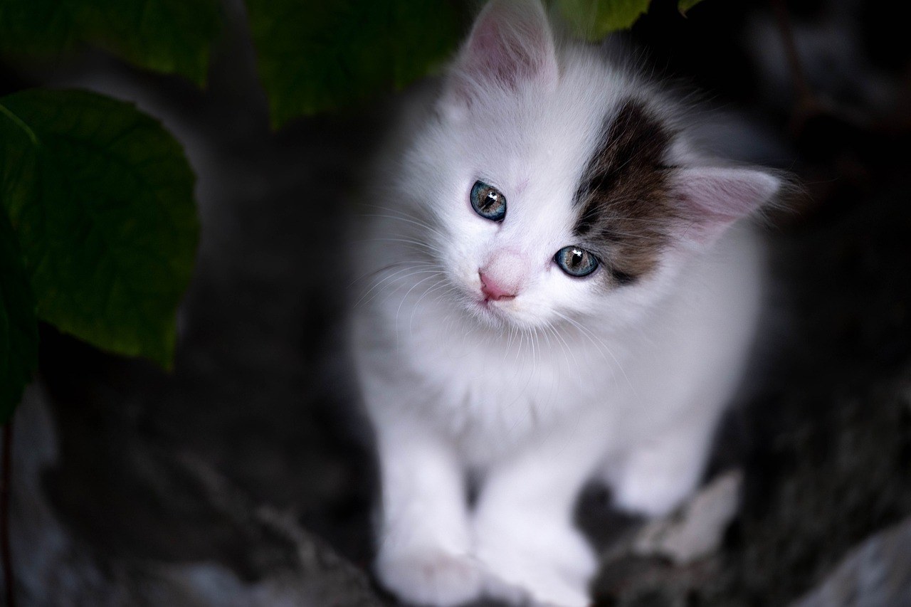 Pasmine pasa najsklonije pretilosti